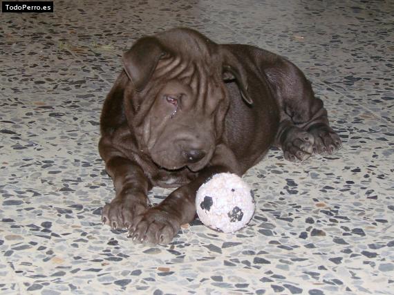 La foto del perro