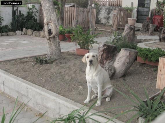 La foto del perro