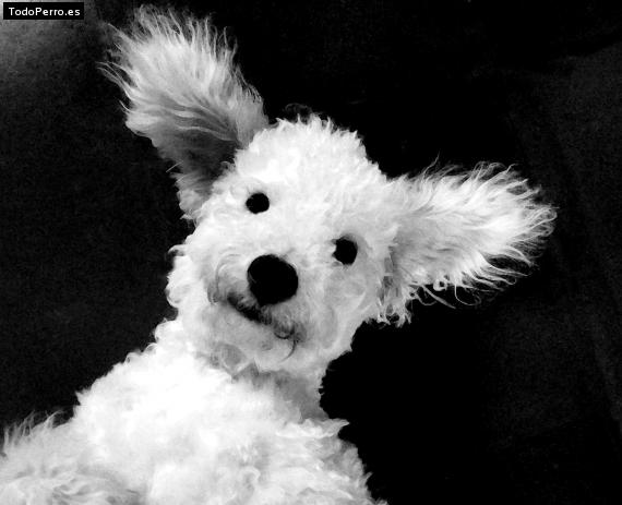 La foto del perro