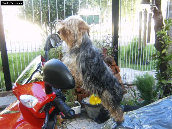 La foto del perro