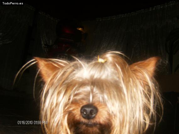 La foto del perro