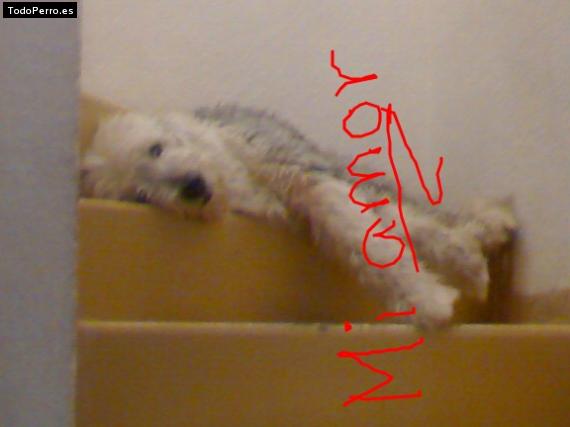 La foto del perro