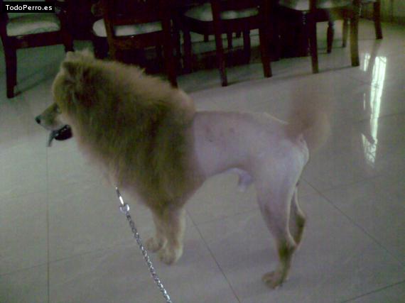 La foto del perro