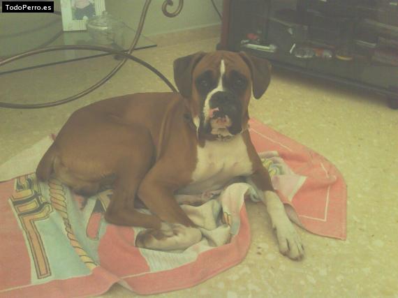 La foto del perro