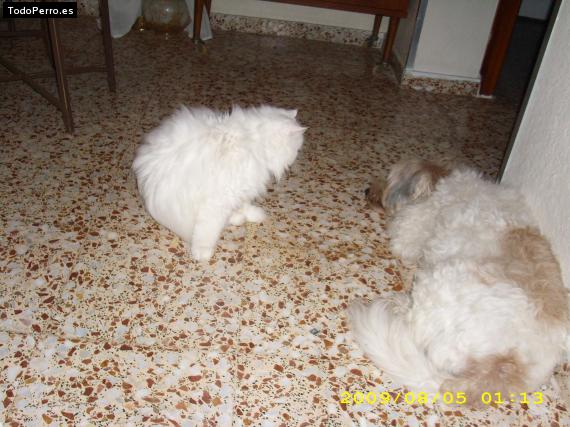 La foto del perro