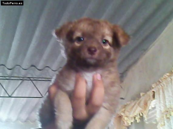 Foto del perro Hannah
