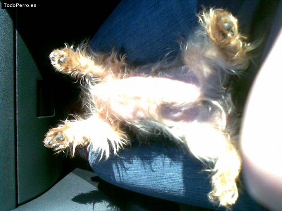 La foto del perro