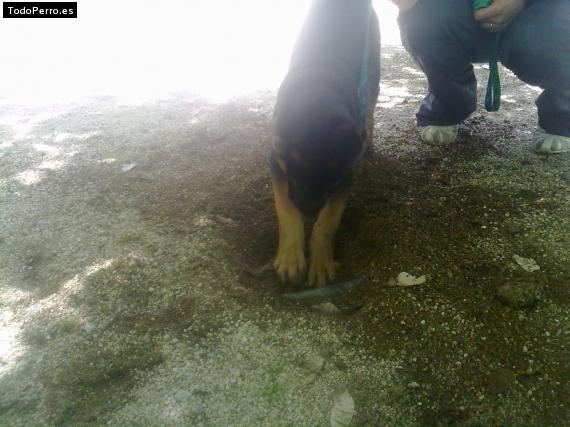 La foto del perro