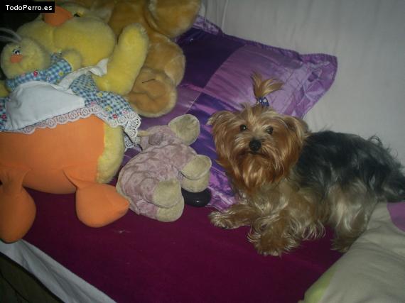 La foto del perro