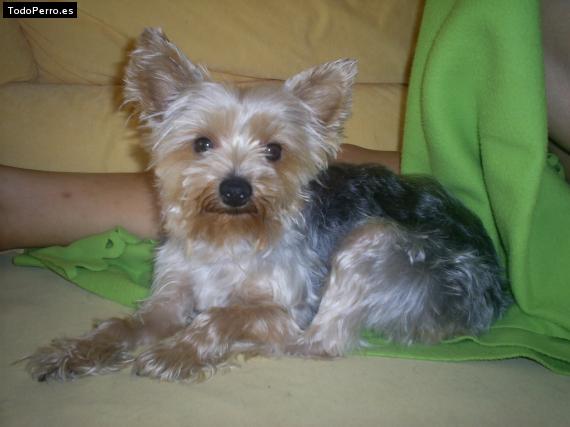 La foto del perro