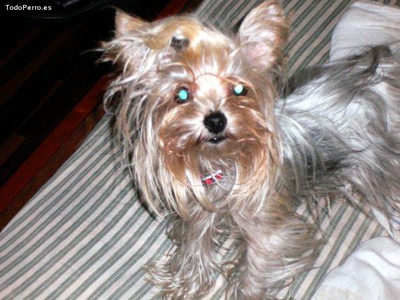 La foto del perro