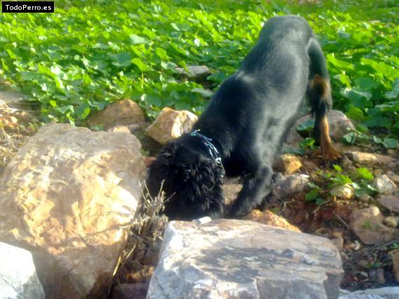 La foto del perro
