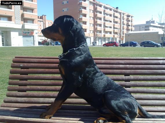 La foto del perro
