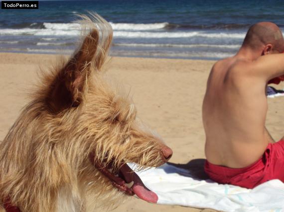 La foto del perro
