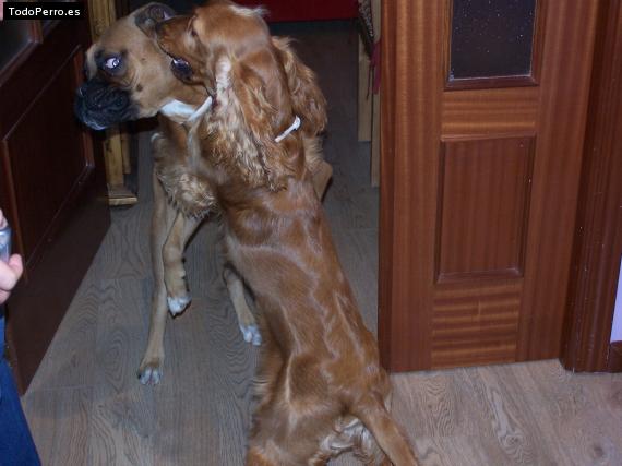 La foto del perro