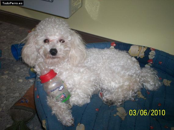 La foto del perro