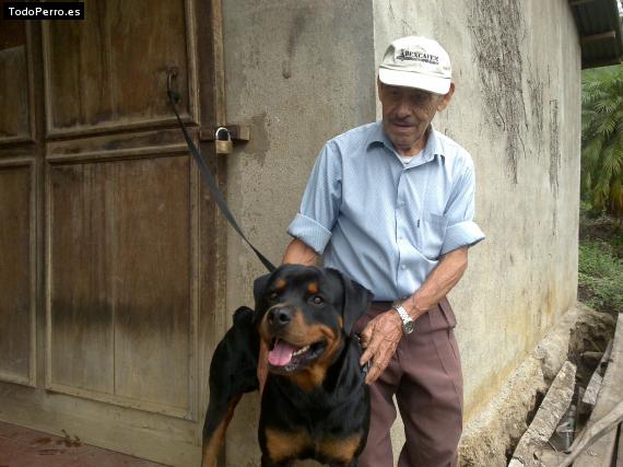 La foto del perro