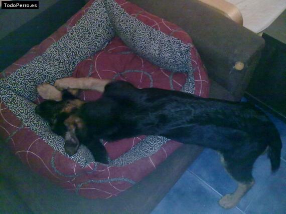 La foto del perro