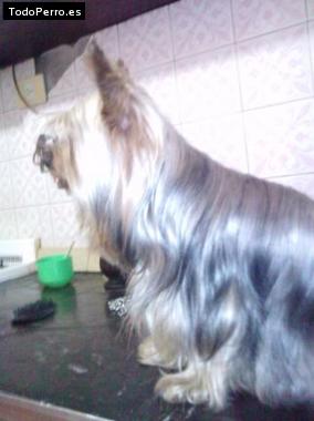 La foto del perro
