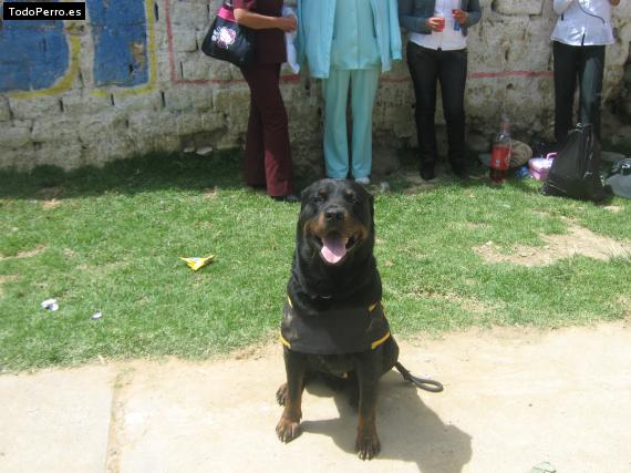 La foto del perro