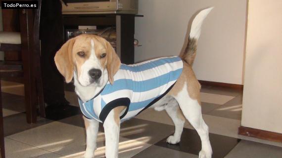 La foto del perro