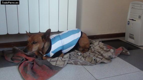 La foto del perro