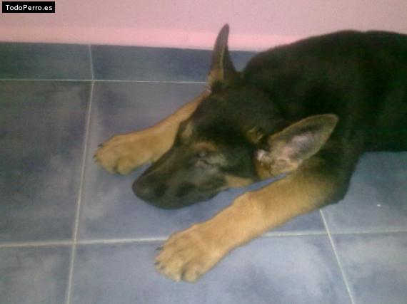 La foto del perro