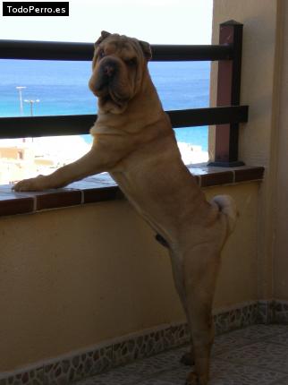 La foto del perro