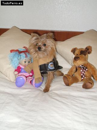 La foto del perro
