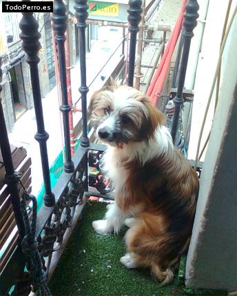 La foto del perro