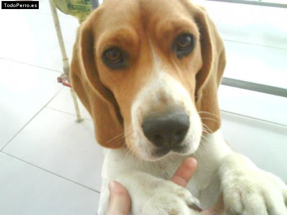 La foto del perro