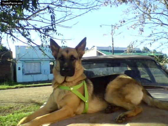 La foto del perro