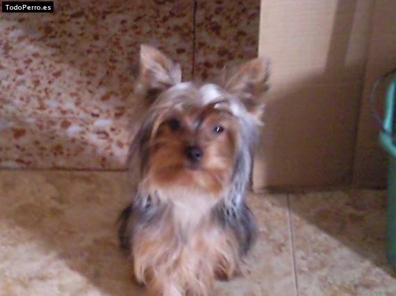 La foto del perro