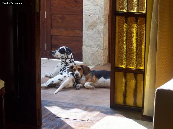 La foto del perro