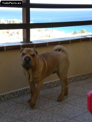 La foto del perro