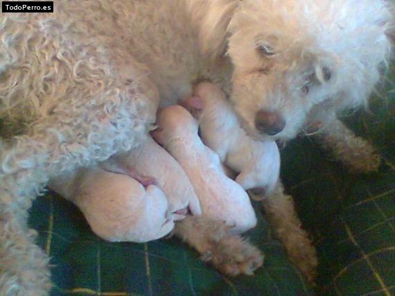 Foto del perro Rebeka
