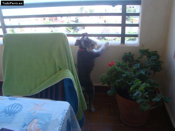 La foto del perro