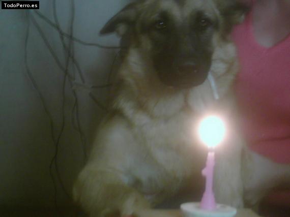 La foto del perro