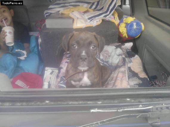 Foto del perro Hoch
