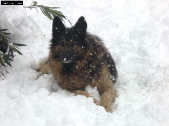 La foto del perro