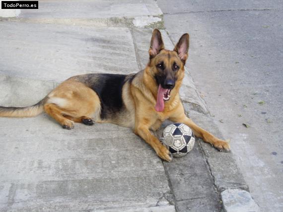 La foto del perro