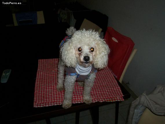La foto del perro