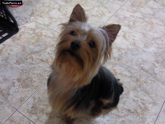 La foto del perro