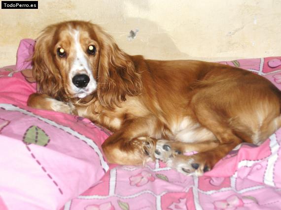 La foto del perro