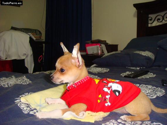 La foto del perro