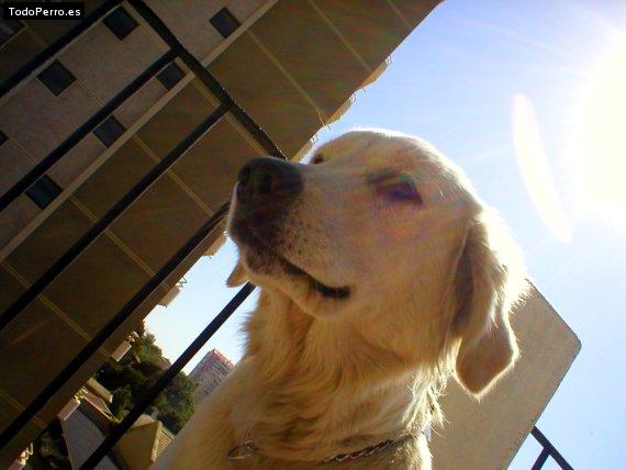La foto del perro
