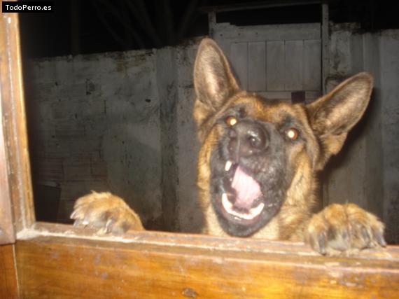 La foto del perro
