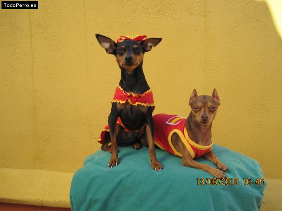 La foto del perro