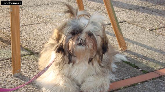 La foto del perro