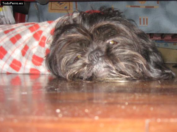 La foto del perro
